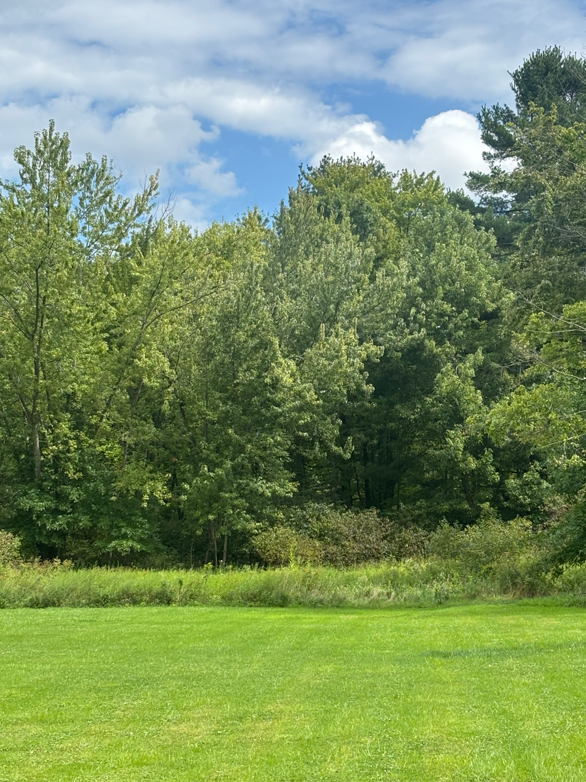 Brush Hog/ Brush/Tree Clearing