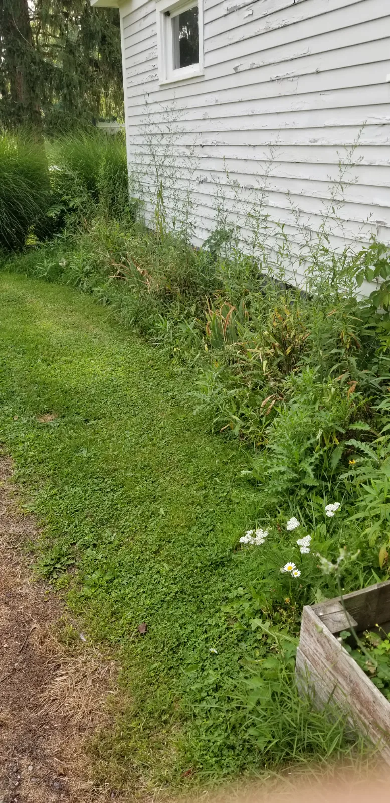 Weed my flowerbed