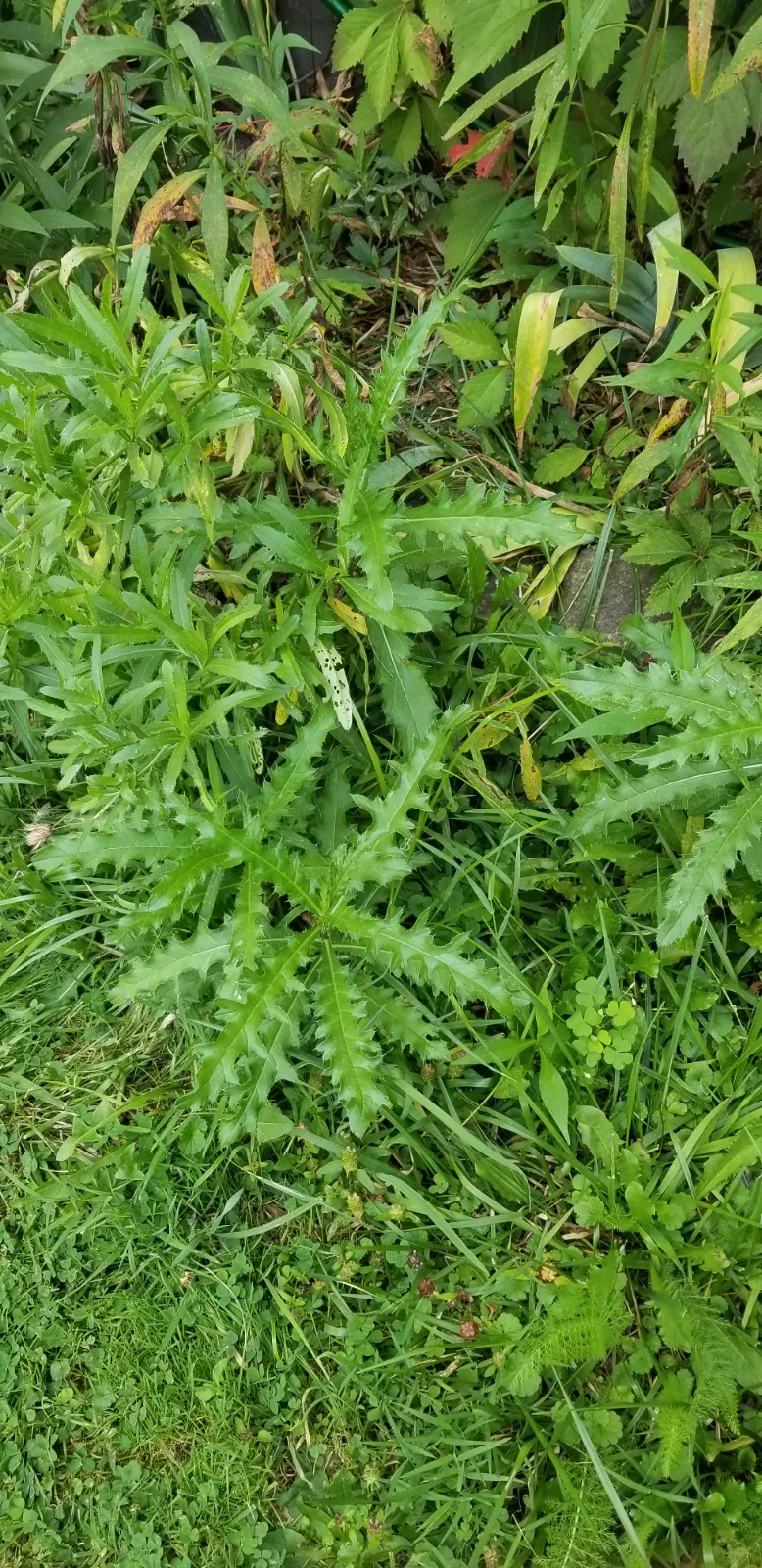 Weed my flowerbed photo 2