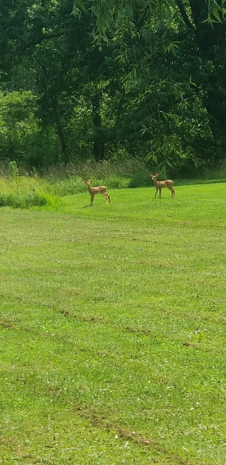 Help Mow Part of My Backyard